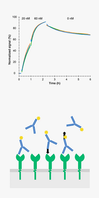 affinity_and_kinetics