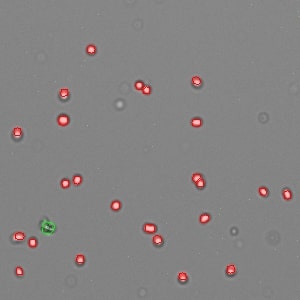 AOPI_Nuclei_Ambient_Mouse_Lung