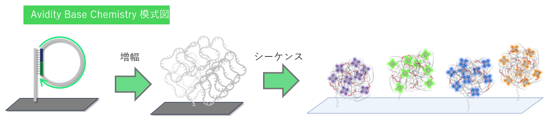 AvidityBaseChemistry_Schematic