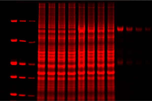 coomassie-red-gel