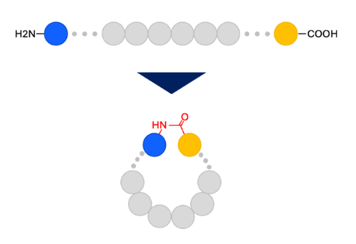 Head to tail（N末端 – C末端）