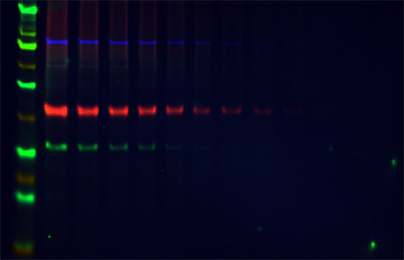 Odyssey_F_3-color_WB