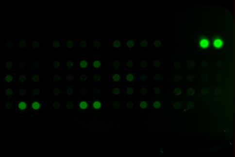protein-array