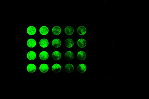 rnai-knockdown-plate-SKM-842-60-5-6