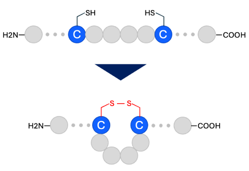 分子内SS結合